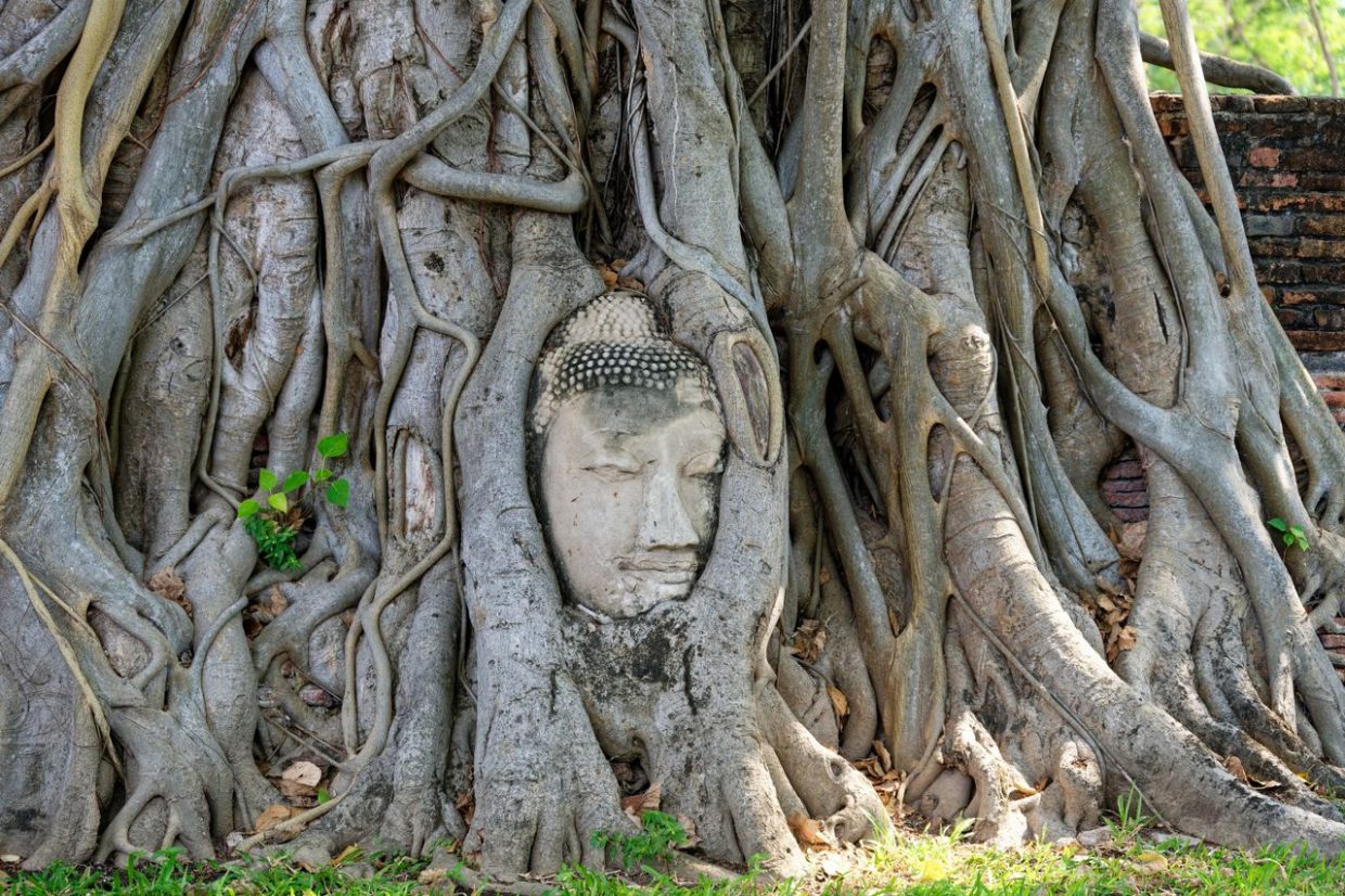 ayutthaya buddha