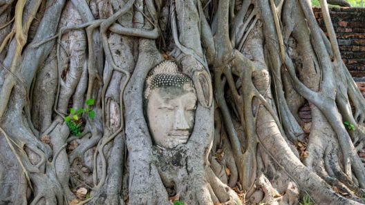 ayutthaya buddha