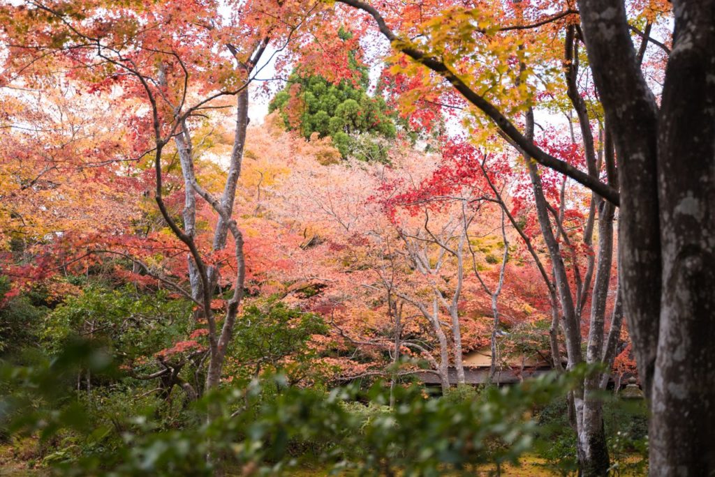 Kyoto Beauty